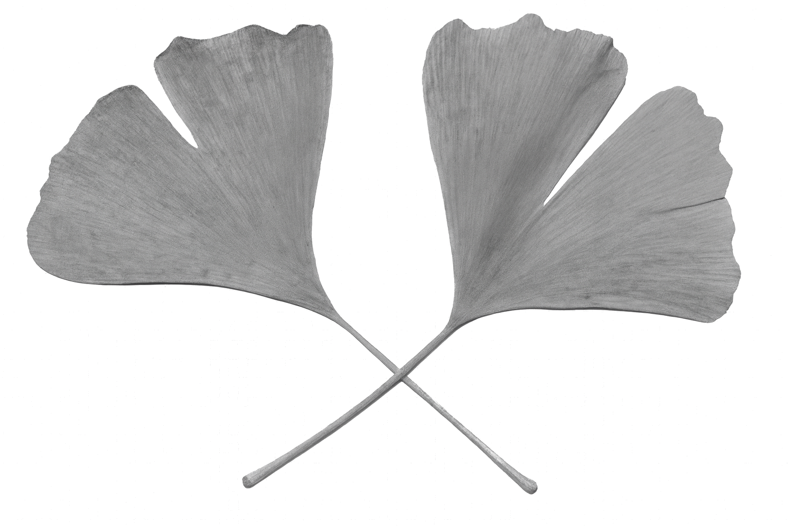Verum Factum Logo